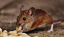 24 Hour & Emergency Exterminators in Rye, CO
